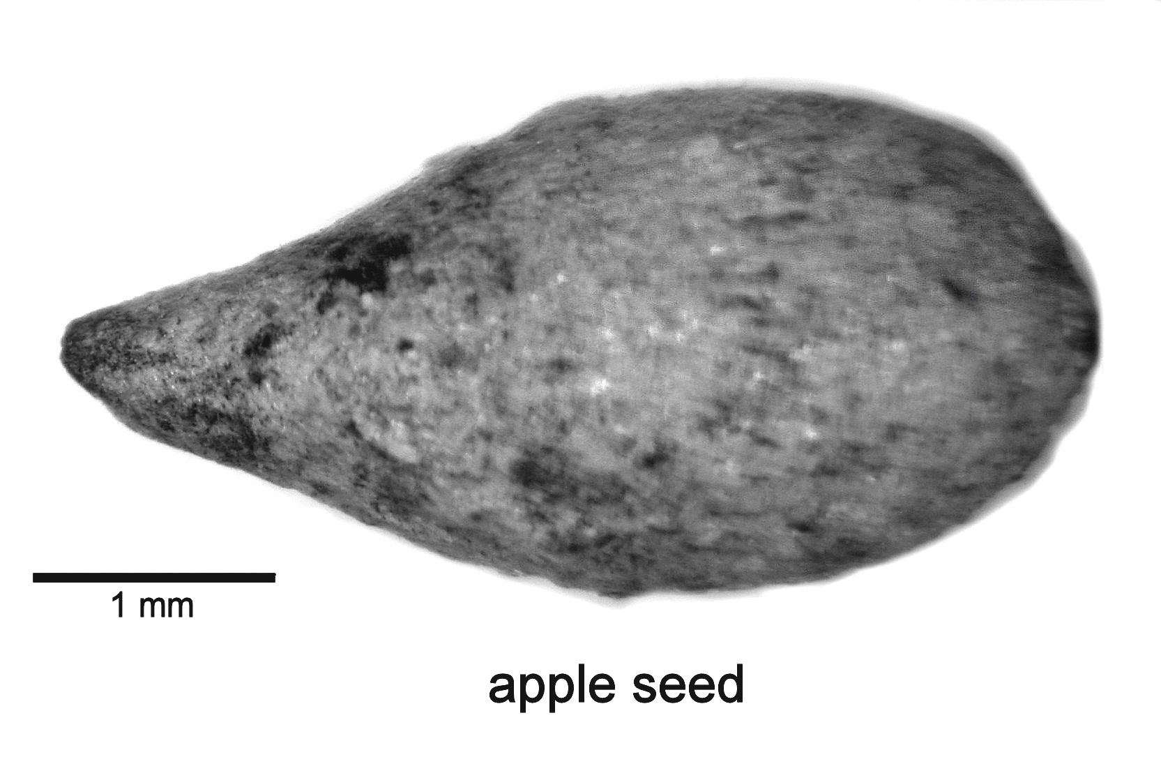 Image of apple seed